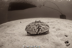 "You Shall Not Pass..."  Flame Box Crab @ Bonaire, NA by James Funk 